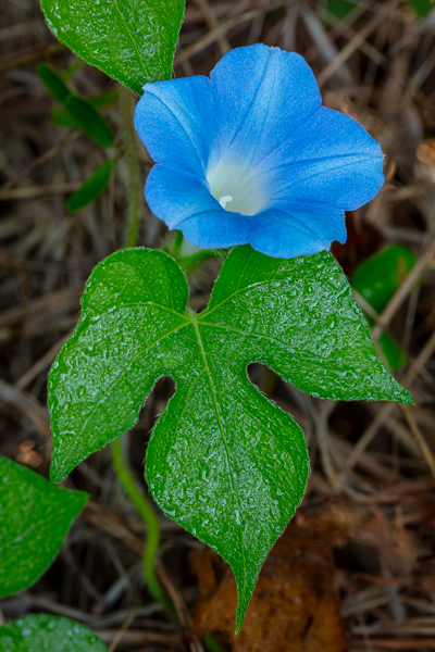 Bloom;Blossom;Blossoms;Blue;Brown;Bud;Calm;Close-up;Concepts;Cool Colors;Cool Palette;Cool Tones;Dew;Droplets;Drops;Flora;Floral;Flower;Floweret;Flowering;Flowers;Flowers & Plants;Green;Greens;Healing;Health care;Healthcare;Leaf;Leaves;Macro;Minimalism;Morning Glory;Nature;Oneness;Pastoral;Petal;Plant;Water;Water Drops;Wildflower;bloom;color;dew drops;dewy;drop;flora;floral;flower;foliage;peaceful;plants;restful;serene;soothing;tranquil;wildflower