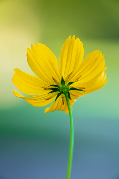 Bloom;Blossom;Blossoms;Botanical;Calm;Close-up;Concepts;Cool Colors;Cool Palette;Cool Tones;Cosmos;Cosmos Flowers;Flora;Floral;Flower;Floweret;Flowering;Flowers;Flowers & Plants;Green;Greens;Healing;Health care;Healthcare;Macro;Minimalism;Nature;Oneness;Pastoral;Petal;Wildflower;Yellow;bloom;color;flora;floral;flower;green;oneness;orange;peaceful;plants;restful;serene;soothing;tranquil;zen