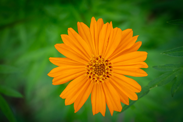 Bloom;Blossom;Blossoms;Botanical;Calm;Close-up;Cosmos;Cosmos Flowers;Flora;Floral;Floweret;Flowering;Flowers;Flowers & Plants;Healing;Health care;Healthcare;Minimalism;Nature;Pastoral;Petal;Plant;Yellow;bloom;botanicals;flora;floral;flower;green;oneness;orange;peaceful;plants;restful;serene;soothing;tranquil;wildflower;zen