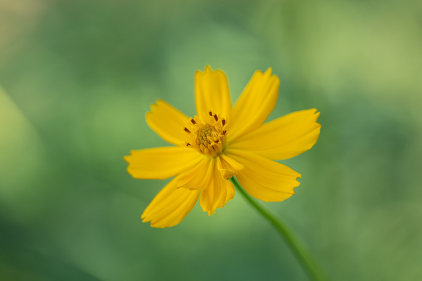 Bloom;Blossom;Blossoms;Botanical;Calm;Close-up;Cosmos;Cosmos Flowers;Flora;Floral;Floweret;Flowering;Flowers;Flowers & Plants;Healing;Health care;Healthcare;Minimalism;Nature;Pastoral;Petal;Sunlight;Sunshine;Yellow;bloom;flora;floral;flower;green;oneness;orange;peaceful;plants;restful;serene;soothing;sunlit;tranquil;zen