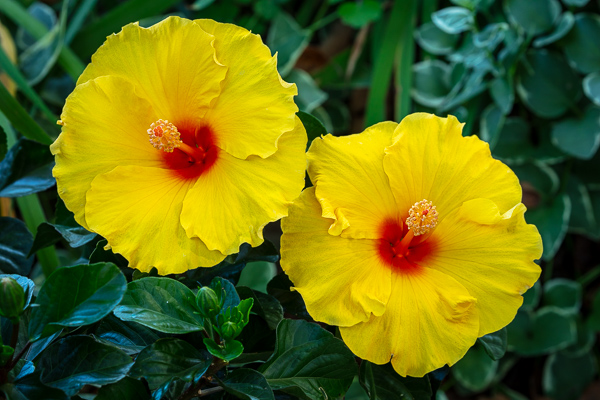 Bloom;Blossom;Blossoms;Calm;Close-up;Flora;Floral;Floweret;Flowering;Flowers;Flowers & Plants;Healing;Health care;Healthcare;Hibiscus;Macro;Minimalism;Nature;Pastoral;Petal;Yellow;bloom;flora;floral;flower;green;oneness;orange;peaceful;plants;red;restful;serene;soothing;tranquil;zen