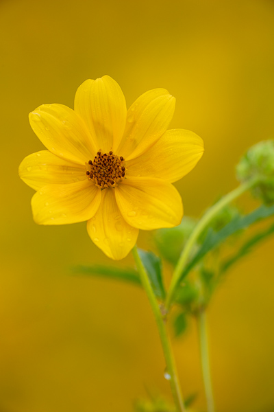 Bloom;Blossom;Blossoms;Calm;Close-up;Concepts;Cool Colors;Cool Palette;Cool Tones;Flora;Floral;Flower;Floweret;Flowering;Flowers;Flowers & Plants;Green;Greens;Healing;Health care;Healthcare;Macro;Minimalism;Nature;Oneness;Pastoral;Petal;Tickseed Sunflower;Wildflower;Yellow;bloom;color;flora;floral;flower;oneness;peaceful;plants;restful;serene;soothing;tranquil;wildflower;zen