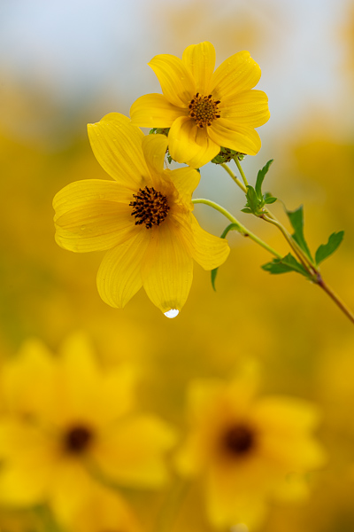 Bloom;Blossom;Blossoms;Botanical;Botanicals;Calm;Close-up;Concepts;Cool Colors;Cool Palette;Cool Tones;Dew;Droplets;Drops;Flora;Floral;Floweret;Flowering;Flowers;Flowers & Plants;Green;Greens;Healing;Health care;Healthcare;Macro;Minimalism;Nature;Oneness;Pastoral;Petal;Plant;Sunlight;Sunshine;Tickseed Sunflower;Water;Water Drops;Yellow;bloom;color;dew drops;dewdrop;dewy;drop;flora;floral;flower;oneness;peaceful;plants;restful;serene;soothing;sunlit;tranquil;wildflower;zen