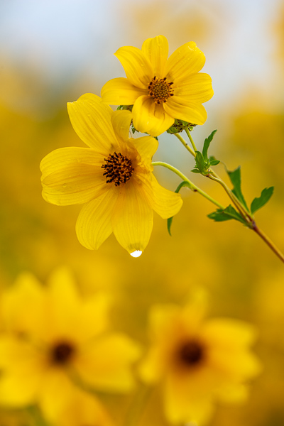 Bloom;Blossom;Blossoms;Calm;Close-up;Dew;Droplets;Drops;Flora;Floral;Floweret;Flowering;Flowers;Flowers & Plants;Healing;Health care;Healthcare;Keepers;Minimalism;Nature;Pastoral;Petal;Water;Water Drops;Yellow;bloom;dew drops;dewy;drop;flora;floral;flower;oneness;orange;peaceful;restful;serene;soothing;tranquil;wildflower;zen