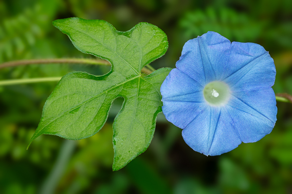 Bloom;Blossom;Blossoms;Blue;Calm;Close-up;Concepts;Cool Colors;Cool Palette;Cool Tones;Flora;Floral;Flower;Floweret;Flowering;Flowers;Flowers & Plants;Green;Greens;Healing;Health care;Healthcare;Leaf;Leaves;Macro;Minimalism;Morning Glory;Nature;Oneness;Pastoral;Petal;Plant;Wildflower;bloom;color;flora;floral;flower;foliage;oneness;peaceful;plants;restful;serene;soothing;tranquil;zen