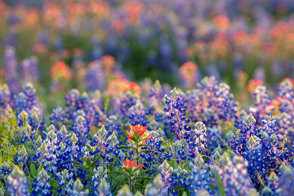 Bloom;Blossom;Blossoms;Blue;Bluebonnets;Bud;Calm;Close-up;Flora;Floral;Floweret;Flowering;Flowers;Flowers & Plants;Healing;Health care;Healthcare;Indian Paintbrush;Lupinus texensis;Macro;Nature;Pastoral;Petal;Texas;Texas Bluebonnet;United States;bloom;flora;floral;flower;green;meadow;oneness;peaceful;red;restful;serene;soothing;tranquil;wildflower;zen