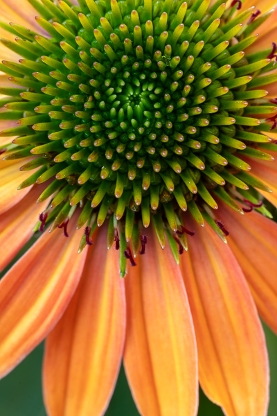 Bloom;Blossom;Blossoms;Botanical;Bud;Calm;Close-up;Flora;Floral;Floweret;Flowering;Flowers;Healing;Health care;Healthcare;Macro;Minimalism;Nature;Pastoral;Petal;Plant;Wabi Sabi;Yellow;bloom;coneflower;flora;floral;flower;green;leaves;oneness;orange;peaceful;restful;serene;soothing;tranquil;zen