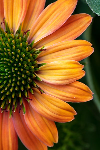 Bloom;Blossom;Blossoms;Botanical;Bud;Calm;Close-up;Flora;Floral;Floweret;Flowering;Flowers;Healing;Health care;Healthcare;Macro;Minimalism;Nature;Pastoral;Petal;Plant;Wabi Sabi;Yellow;bloom;coneflower;flora;floral;flower;green;leaves;oneness;orange;peaceful;restful;serene;soothing;tranquil;zen