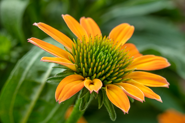 Bloom;Blossom;Blossoms;Botanical;Bud;Calm;Close-up;Flora;Floral;Floweret;Flowering;Flowers;Healing;Health care;Healthcare;Macro;Minimalism;Nature;Pastoral;Petal;Plant;Wabi Sabi;Yellow;bloom;coneflower;flora;floral;flower;green;leaves;oneness;orange;peaceful;restful;serene;soothing;tranquil;zen