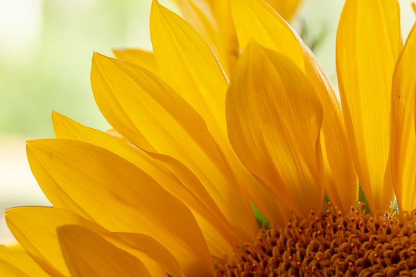 Abstract;Abstraction;Bloom;Blossom;Blossoms;Botanical;Bud;Calm;Close-up;Flora;Floweret;Flowering;Flowers;Flowers & Plants;Gold;Healing;Health care;Healthcare;Line;Macro;Nature;Pastoral;Petal;Petals;Plant;Shape;Sunflower;Sunflowers;Yellow;bloom;botanicals;flora;floral;flower;green;oneness;orange;peaceful;plants;restful;serene;soothing;tranquil;zen