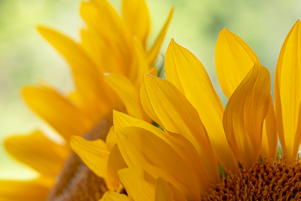 Abstract;Abstraction;Bloom;Blossom;Blossoms;Botanical;Bud;Calm;Close-up;Flora;Floweret;Flowering;Flowers;Flowers & Plants;Gold;Healing;Health care;Healthcare;Line;Macro;Nature;Pastoral;Petal;Petals;Plant;Shape;Sunflower;Sunflowers;Yellow;bloom;botanicals;flora;floral;flower;green;oneness;orange;peaceful;plants;restful;serene;soothing;tranquil;zen