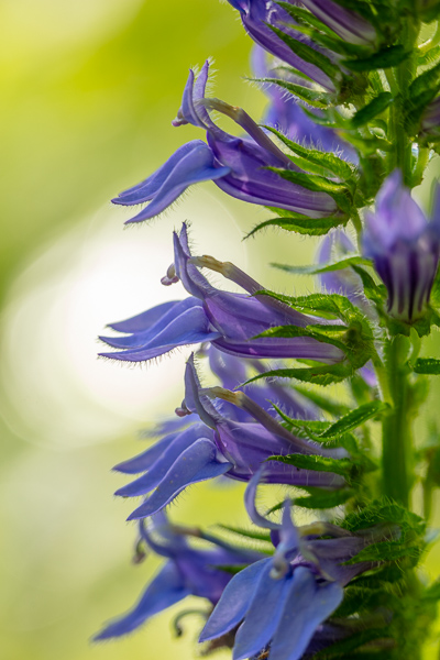 Bloom;Blossom;Blossoms;Blue;Calm;Cardinal Flower;Close-up;Concepts;Cool Colors;Cool Palette;Cool Tones;Flora;Floral;Flower;Floweret;Flowering;Flowers;Flowers & Plants;Green;Greens;Healing;Health care;Healthcare;Lobelia;Looking up;Macro;Minimalism;Nature;Oneness;Pastoral;Petal;Purple;Sunlight;Sunshine;Violet;Wildflower;bloom;color;flora;floral;flower;peaceful;plants;restful;serene;soothing;sunlit;tranquil;zen