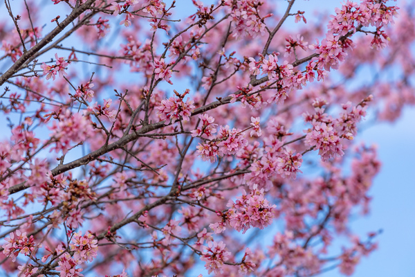 Abstract;Abstraction;Bloom;Blossom;Blossoms;Blue;Botanical;Branches;Calm;Cherry Blossom;Cherry Tree;Close-up;Flora;Floral;Floweret;Flowering;Flowers;Flowers & Plants;Healing;Health care;Healthcare;Looking up;Nature;Pastoral;Petal;Petals;Pink;Plant;Tree;bloom;botanicals;flora;floral;flower;magenta;oneness;pattern;peaceful;plants;restful;serene;sky;soothing;tranquil;tree limbs;trees