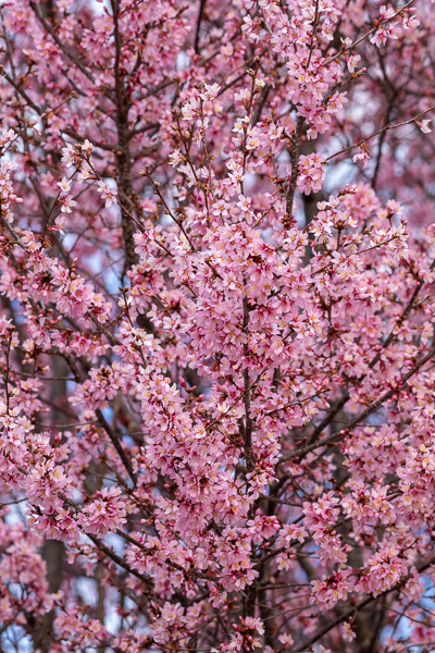 Abstract;Abstraction;Bloom;Blossom;Blossoms;Blue;Botanical;Branches;Calm;Cherry Blossom;Cherry Tree;Close-up;Flora;Floral;Floweret;Flowering;Flowers;Flowers & Plants;Healing;Health care;Healthcare;Looking up;Nature;Pastoral;Petal;Petals;Pink;Plant;Tree;bloom;botanicals;flora;floral;flower;magenta;oneness;pattern;peaceful;plants;restful;serene;sky;soothing;tranquil;tree limbs;trees