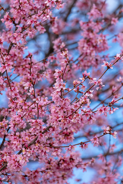 Abstract;Abstraction;Bloom;Blossom;Blossoms;Blue;Botanical;Branches;Calm;Cherry Blossom;Cherry Tree;Close-up;Flora;Floral;Floweret;Flowering;Flowers;Flowers & Plants;Healing;Health care;Healthcare;Looking up;Nature;Pastoral;Petal;Petals;Pink;Plant;Tree;bloom;botanicals;flora;floral;flower;magenta;oneness;pattern;peaceful;plants;restful;serene;sky;soothing;tranquil;tree limbs;trees