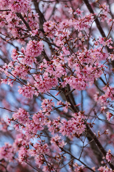 Abstract;Abstraction;Bloom;Blossom;Blossoms;Blue;Botanical;Branches;Calm;Cherry Blossom;Cherry Tree;Close-up;Flora;Floral;Floweret;Flowering;Flowers;Flowers & Plants;Healing;Health care;Healthcare;Looking up;Nature;Pastoral;Petal;Petals;Pink;Plant;Tree;bloom;botanicals;flora;floral;flower;magenta;oneness;pattern;peaceful;plants;restful;serene;sky;soothing;tranquil;tree limbs;trees