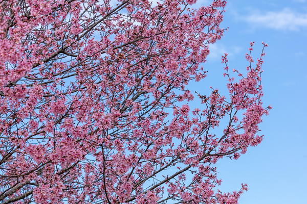 Abstract;Abstraction;Bloom;Blossom;Blossoms;Blue;Botanical;Branches;Calm;Cherry Blossom;Cherry Tree;Close-up;Flora;Floral;Floweret;Flowering;Flowers;Flowers & Plants;Healing;Health care;Healthcare;Looking up;Nature;Pastoral;Petal;Petals;Pink;Plant;Tree;bloom;botanicals;flora;floral;flower;magenta;oneness;pattern;peaceful;plants;restful;serene;sky;soothing;tranquil;tree limbs;trees