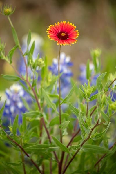 Bloom;Blossom;Blossoms;Blue;Botanical;Botanicals;Brown;Calm;Close-up;Concepts;Cool Colors;Cool Palette;Cool Tones;Flora;Floral;Flower;Floweret;Flowering;Flowers;Flowers & Plants;Green;Greens;Healing;Health care;Healthcare;Indian Blanket;Looking up;Macro;Nature;Oneness;Pastoral;Petal;Plant;Seasons;Spring;Springtime;Sunlight;Sunshine;Texas;Texas Bluebonnet;United States;Wildflower;Yellow;bloom;color;flora;floral;flower;landscape;peaceful;plants;restful;serene;soothing;sunlit;tranquil;zen