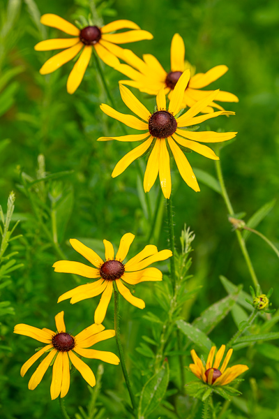 Black-eyed Susan;Bloom;Blossom;Blossoms;Botanical;Botanicals;Brown;Calm;Close-up;Concepts;Cool Colors;Cool Palette;Cool Tones;Flora;Floral;Flower;Floweret;Flowering;Flowers;Flowers & Plants;Green;Greens;Healing;Health care;Healthcare;Nature;Oneness;Pastoral;Petal;Plant;Sunlight;Sunshine;Wildflower;Yellow;bloom;color;field;flora;floral;flower;grass;landscape;peaceful;plants;restful;serene;soothing;sunlit;tranquil;zen