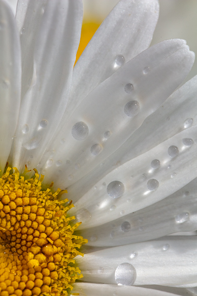 Bloom;Blossom;Blossoms;Botanical;Botanicals;Calm;Close-up;Concepts;Daisies;Dew;Droplets;Drops;Flora;Floral;Flower;Floweret;Flowering;Flowers;Flowers & Plants;Healing;Health care;Healthcare;Minimalism;Nature;Oneness;Pastoral;Petal;Plant;Sunlight;Sunshine;Water;Water Drops;Wildflower;Yellow;bloom;color;daisy;dew drops;dewdrop;dewy;drop;flora;floral;flower;peaceful;plants;restful;serene;soothing;sunlit;tranquil;zen