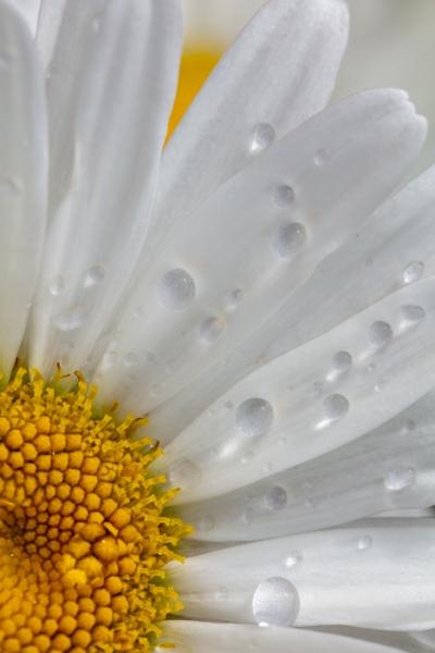 Bloom;Blossom;Blossoms;Botanical;Botanicals;Calm;Close-up;Concepts;Daisies;Dew;Droplets;Drops;Flora;Floral;Flower;Floweret;Flowering;Flowers;Flowers & Plants;Healing;Health care;Healthcare;Macro;Minimalism;Nature;Oneness;Pastoral;Petal;Plant;Sunlight;Sunshine;Water;Water Drops;Wildflower;Yellow;bloom;color;daisy;dew drops;dewdrop;dewy;drop;flora;floral;flower;peaceful;plants;restful;serene;soothing;sunlit;tranquil;zen