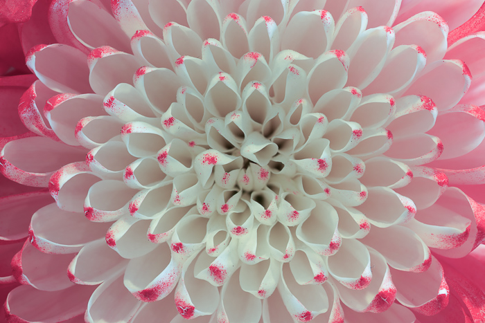 Abstract;Abstraction;Biophilic;Bloom;Blossom;Blossoms;Calm;Close-up;Concepts;Dahlia;Flora;Floral;Flower;Floweret;Flowering;Flowers;Flowers & Plants;Healing;Health care;Healthcare;Line;Macro;Minimalism;Nature;Oneness;Pastoral;Petal;Pink;bloom;calming;flora;floral;flower;landscape;magenta;pattern;peaceful;plants;restful;restorative;serene;soothing;tranquil;zen