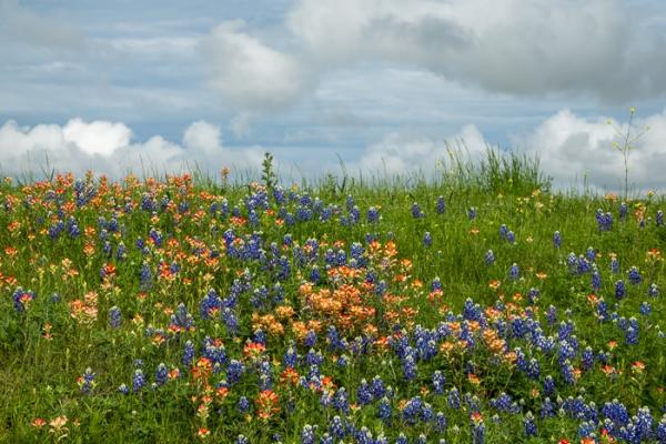 Bloom;Blossom;Blossoms;Blue;Botanical;Botanicals;Calm;Cloud;Cloud Formation;Clouds;Concepts;Cool Colors;Cool Palette;Cool Tones;Flora;Floral;Flower;Floweret;Flowering;Flowers;Flowers & Plants;Green;Greens;Healing;Health care;Healthcare;Indian Paintbrush;Looking up;Lupinus texensis;Minimalism;Nature;Oneness;Pastoral;Petal;Plant;Sunlight;Sunshine;Texas;Texas Bluebonnet;United States;Wildflower;bloom;color;field;flora;floral;flower;foliage;grass;landscape;pasture;peaceful;plants;restful;serene;sky;soothing;sunlit;tranquil;zen