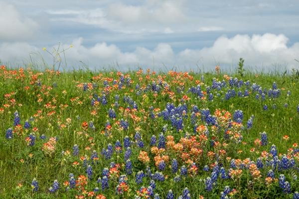 Bloom;Blossom;Blossoms;Blue;Botanical;Botanicals;Calm;Cloud;Cloud Formation;Clouds;Concepts;Cool Colors;Cool Palette;Cool Tones;Flora;Floral;Flower;Floweret;Flowering;Flowers;Flowers & Plants;Green;Greens;Healing;Health care;Healthcare;Indian Paintbrush;Looking up;Lupinus texensis;Minimalism;Nature;Oneness;Pastoral;Petal;Plant;Sunlight;Sunshine;Texas;Texas Bluebonnet;United States;Wildflower;bloom;color;field;flora;floral;flower;foliage;grass;landscape;pasture;peaceful;plants;restful;serene;sky;soothing;sunlit;tranquil;zen