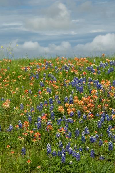 Bloom;Blossom;Blossoms;Blue;Botanical;Botanicals;Calm;Cloud;Cloud Formation;Clouds;Concepts;Cool Colors;Cool Palette;Cool Tones;Flora;Floral;Flower;Floweret;Flowering;Flowers;Flowers & Plants;Green;Greens;Healing;Health care;Healthcare;Indian Paintbrush;Looking up;Lupinus texensis;Minimalism;Nature;Oneness;Pastoral;Petal;Plant;Sunlight;Sunshine;Texas;Texas Bluebonnet;United States;Wildflower;bloom;color;field;flora;floral;flower;foliage;grass;landscape;pasture;peaceful;plants;restful;serene;sky;soothing;sunlit;tranquil;zen