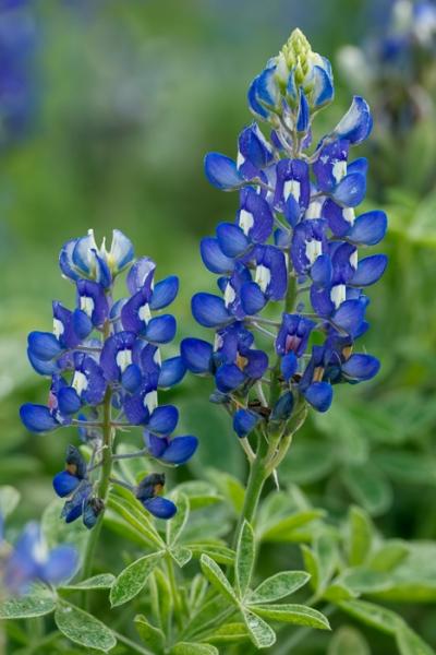 Bloom;Blossom;Blossoms;Blue;Botanical;Botanicals;Calm;Close-up;Concepts;Cool Colors;Cool Palette;Cool Tones;Flora;Floral;Flower;Floweret;Flowering;Flowers;Flowers & Plants;Green;Greens;Healing;Health care;Healthcare;Lupinus texensis;Macro;Nature;Oneness;Pastoral;Petal;Plant;Texas;Texas Bluebonnet;United States;Wildflower;bloom;color;field;flora;floral;flower;grass;peaceful;plants;restful;serene;soothing;tranquil;zen