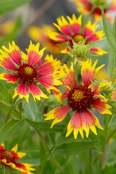 Bloom;Blossom;Blossoms;Botanical;Botanicals;Calm;Close-up;Cool Colors;Cool Palette;Cool Tones;Flora;Floral;Flower;Floweret;Flowering;Flowers;Flowers & Plants;Green;Greens;Healing;Health care;Healthcare;Indian Blanket;Macro;Nature;Seasons;Spring;Springtime;Texas;United States;Wildflower;Yellow;bloom;color;flora;floral;flower;peaceful;plants;restful;serene;soothing;tranquil