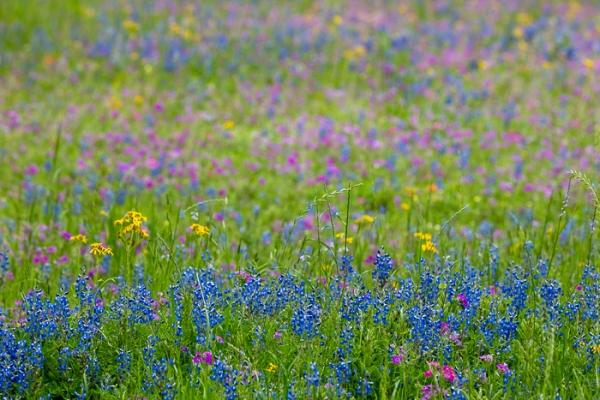 Bloom;Blossom;Blossoms;Blue;Botanical;Botanicals;Calm;Concepts;Cool Colors;Cool Palette;Cool Tones;Flora;Floral;Flower;Floweret;Flowering;Flowers;Flowers & Plants;Green;Greens;Healing;Health care;Healthcare;Lupinus texensis;Nature;Oneness;Pastoral;Pink;Plant;Purple;Seasons;Spring;Springtime;Texas;Texas Bluebonnet;United States;Violet;Wildflower;Yellow;bloom;color;flora;floral;flower;landscape;peaceful;plants;restful;serene;soothing;tranquil;zen