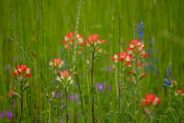Bloom;Blossom;Blossoms;Botanical;Botanicals;Bud;Calm;Close-up;Concepts;Cool Colors;Cool Palette;Cool Tones;Flora;Floral;Flower;Floweret;Flowering;Flowers;Flowers & Plants;Green;Greens;Healing;Health care;Healthcare;Macro;Minimalism;Nature;Oneness;Pastoral;Petal;Pink;Plant;Texas;United States;Wildflower;bloom;color;field;flora;floral;flower;foliage;grass;peaceful;plants;restful;serene;soothing;tranquil;zen