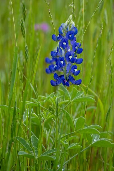 Bloom;Blossom;Blossoms;Blue;Botanical;Botanicals;Calm;Close-up;Concepts;Cool Colors;Cool Palette;Cool Tones;Flora;Floral;Flower;Floweret;Flowering;Flowers;Flowers & Plants;Green;Greens;Healing;Health care;Healthcare;Lupinus texensis;Macro;Nature;Oneness;Pastoral;Petal;Plant;Texas;Texas Bluebonnet;United States;Wildflower;bloom;color;flora;floral;flower;grass;peaceful;plants;restful;serene;soothing;tranquil;zen