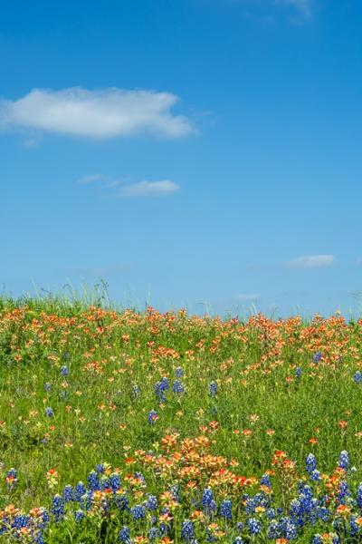 Bloom;Blossom;Blossoms;Blue;Botanical;Botanicals;Calm;Cloud;Cloud Formation;Clouds;Concepts;Cool Colors;Cool Palette;Cool Tones;Flora;Floral;Flower;Floweret;Flowering;Flowers;Flowers & Plants;Green;Greens;Healing;Health care;Healthcare;Indian Paintbrush;Looking up;Lupinus texensis;Minimalism;Nature;Oneness;Pastoral;Petal;Plant;Sunlight;Sunshine;Texas;Texas Bluebonnet;United States;Wildflower;bloom;color;field;flora;floral;flower;foliage;grass;landscape;pasture;peaceful;plants;restful;serene;sky;soothing;sunlit;tranquil;zen