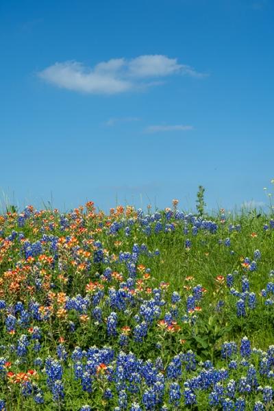 Bloom;Blossom;Blossoms;Blue;Botanical;Botanicals;Calm;Cloud;Cloud Formation;Clouds;Concepts;Cool Colors;Cool Palette;Cool Tones;Flora;Floral;Flower;Floweret;Flowering;Flowers;Flowers & Plants;Green;Greens;Healing;Health care;Healthcare;Indian Paintbrush;Looking up;Lupinus texensis;Minimalism;Nature;Oneness;Pastoral;Petal;Plant;Sunlight;Sunshine;Texas;Texas Bluebonnet;United States;Wildflower;bloom;color;field;flora;floral;flower;foliage;grass;landscape;pasture;peaceful;plants;restful;serene;sky;soothing;sunlit;tranquil;zen