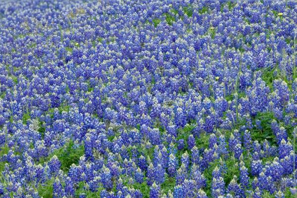 Abstract;Bloom;Blossom;Blossoms;Blue;Calm;Concepts;Cool Colors;Cool Palette;Cool Tones;Flora;Floral;Flower;Floweret;Flowering;Flowers;Flowers & Plants;Green;Greens;Healing;Health care;Healthcare;Lupinus texensis;Nature;Oneness;Pastoral;Seasons;Spring;Springtime;Texas;Texas Bluebonnet;United States;Wildflower;bloom;color;field;flora;floral;flower;landscape;peaceful;plants;restful;serene;soothing;tranquil;zen
