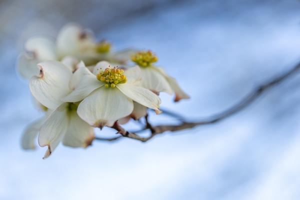Bloom;Blossom;Blossoms;Blue;Botanical;Botanicals;Calm;Concepts;Flora;Floral;Flower;Floweret;Flowering;Flowers;Flowers & Plants;Healing;Health care;Healthcare;Macro;Minimalism;Nature;Oneness;Pastoral;Petal;Plant;Sunlight;Sunshine;Yellow;bloom;color;flora;floral;flower;oriental;peaceful;plants;restful;serene;soothing;sunlit;tranquil;zen