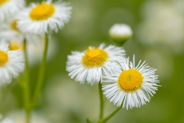 Bloom;Blossom;Blossoms;Calm;Close-up;Concepts;Cool Colors;Cool Palette;Cool Tones;Flora;Floral;Flower;Floweret;Flowering;Flowers;Flowers & Plants;Green;Greens;Healing;Health care;Healthcare;Macro;Minimalism;Nature;Oneness;Pastoral;Petal;Wildflower;Yellow;bloom;color;daisy fleabane;flora;floral;flower;peaceful;plants;restful;serene;soothing;tranquil;zen