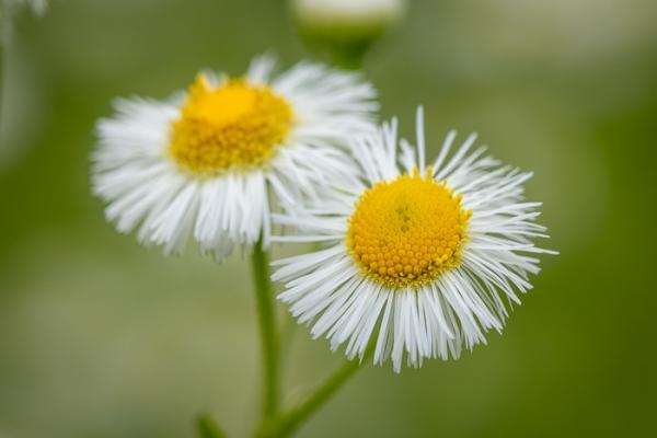 Bloom;Blossom;Blossoms;Calm;Close-up;Concepts;Cool Colors;Cool Palette;Cool Tones;Flora;Floral;Flower;Floweret;Flowering;Flowers;Flowers & Plants;Green;Greens;Healing;Health care;Healthcare;Macro;Minimalism;Nature;Oneness;Pastoral;Petal;Wildflower;Yellow;bloom;color;daisy fleabane;flora;floral;flower;peaceful;plants;restful;serene;soothing;tranquil;zen