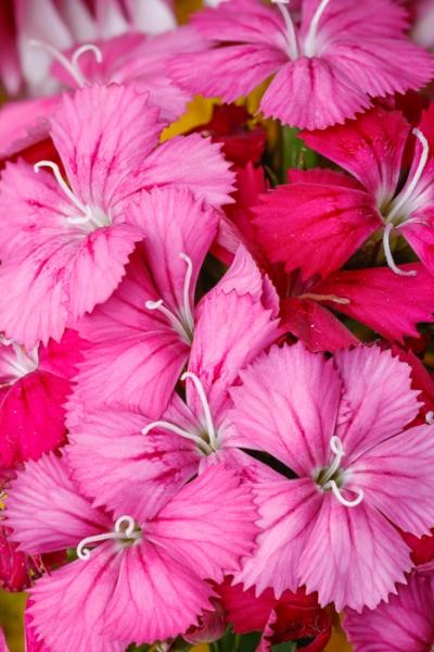 Bloom;Blossom;Blossoms;Calm;Close-up;Concepts;Dianthus Flower;Flora;Floral;Flower;Floweret;Flowering;Flowers;Flowers & Plants;Healing;Health care;Healthcare;Macro;Minimalism;Nature;Oneness;Pastoral;Petal;Pink;bloom;flora;floral;flower;magenta;peaceful;plants;restful;serene;soothing;tranquil;zen