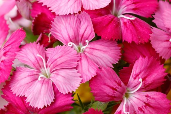 Bloom;Blossom;Blossoms;Calm;Close-up;Concepts;Dianthus Flower;Flora;Floral;Flower;Floweret;Flowering;Flowers;Flowers & Plants;Healing;Health care;Healthcare;Macro;Minimalism;Nature;Oneness;Pastoral;Petal;Pink;bloom;flora;floral;flower;magenta;peaceful;plants;restful;serene;soothing;tranquil;zen