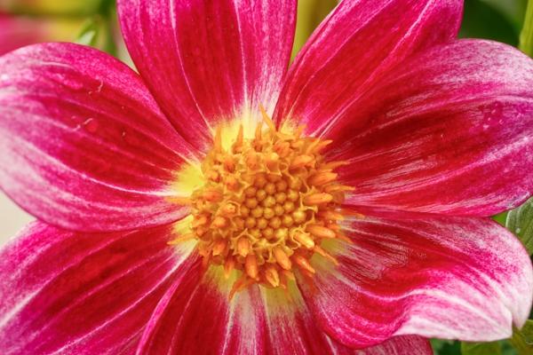 Bloom;Blossom;Blossoms;Calm;Close-up;Concepts;Dahlia;Flora;Floral;Flower;Floweret;Flowering;Flowers;Flowers & Plants;Gold;Healing;Health care;Healthcare;Macro;Nature;Oneness;Pastoral;Petal;Pink;Sunlight;Sunshine;Yellow;bloom;color;flora;floral;flower;magenta;peaceful;plants;restful;serene;soothing;sunlit;tranquil;zen