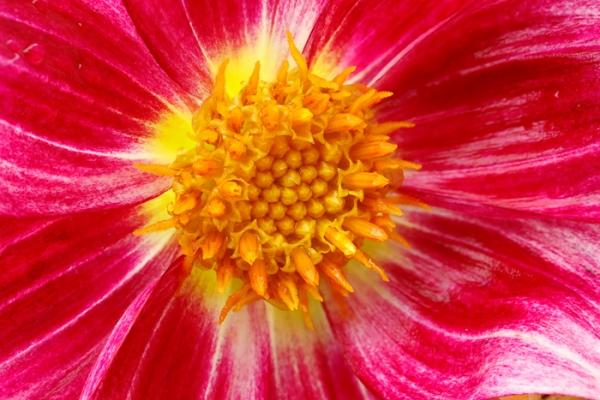 Bloom;Blossom;Blossoms;Calm;Close-up;Concepts;Dahlia;Flora;Floral;Flower;Floweret;Flowering;Flowers;Flowers & Plants;Gold;Healing;Health care;Healthcare;Macro;Nature;Oneness;Pastoral;Petal;Pink;Sunlight;Sunshine;Yellow;bloom;color;flora;floral;flower;magenta;peaceful;plants;restful;serene;soothing;sunlit;tranquil;zen