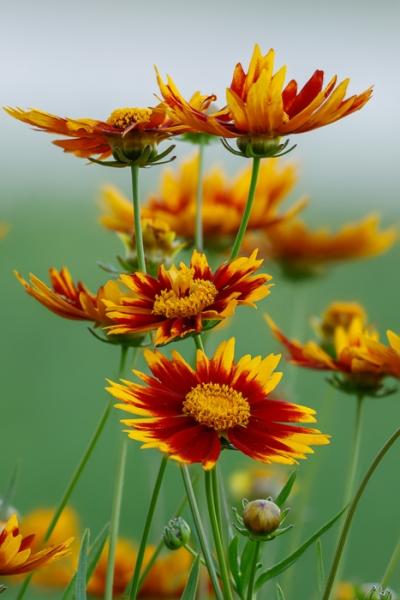 Biophilic;Bloom;Blossom;Blossoms;Botanical;Botanicals;Bud;Calm;Close-up;Concepts;Cool Colors;Cool Palette;Cool Tones;Coreopsis;Flora;Floral;Flower;Floweret;Flowering;Flowers;Flowers & Plants;Green;Greens;Healing;Health care;Healthcare;Leaf;Macro;Maroon;Minimalism;Nature;Oneness;Pastoral;Petal;Plant;Sunlight;Sunshine;Warm Colors;Warm Palette;Warm Tones;Yellow;biophilic design;biophilic interior design;bloom;color;flora;floral;flower;peaceful;plants;restful;serene;soothing;sunlit;tranquil