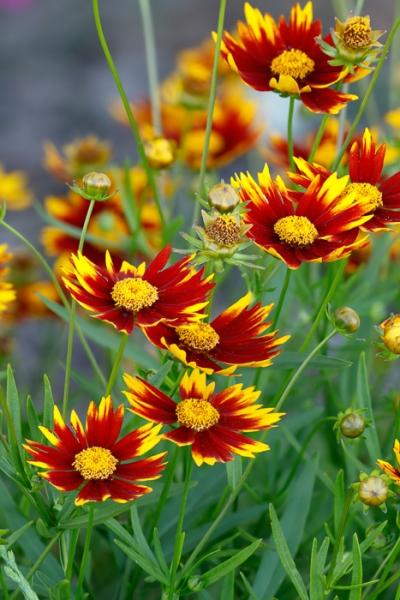 Biophilic;Bloom;Blossom;Blossoms;Botanical;Botanicals;Bud;Calm;Close-up;Concepts;Cool Colors;Cool Palette;Cool Tones;Coreopsis;Flora;Floral;Flower;Floweret;Flowering;Flowers;Flowers & Plants;Green;Greens;Healing;Health care;Healthcare;Leaf;Macro;Maroon;Minimalism;Nature;Oneness;Pastoral;Petal;Plant;Sunlight;Sunshine;Warm Colors;Warm Palette;Warm Tones;Yellow;biophilic design;biophilic interior design;bloom;color;flora;floral;flower;peaceful;plants;restful;serene;soothing;sunlit;tranquil