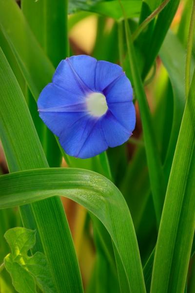 Biophilic;Bloom;Blossom;Blossoms;Blue;Botanical;Botanicals;Brown;Bud;Calm;Close-up;Concepts;Cool Colors;Cool Palette;Cool Tones;Design;Flora;Floral;Flower;Floweret;Flowering;Flowers;Flowers & Plants;Green;Greens;Healing;Health care;Healthcare;Leaves;Macro;Minimalism;Morning Glory;Nature;Oneness;Pastoral;Petal;Plant;Sunlight;Sunshine;Wildflower;Yellow;bloom;color;flora;floral;flower;foliage;grass;peaceful;plants;restful;serene;soothing;sunlit;tranquil;zen