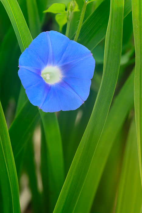 Biophilic;Bloom;Blossom;Blossoms;Blue;Botanical;Botanicals;Calm;Close-up;Concepts;Cool Colors;Cool Palette;Cool Tones;Flora;Floral;Flower;Floweret;Flowering;Flowers;Flowers & Plants;Green;Greens;Healing;Health care;Healthcare;Leaf;Leaves;Macro;Minimalism;Morning Glory;Nature;Oneness;Pastoral;Petal;Plant;Sunlight;Sunshine;Wildflower;biophilic design;biophilic interior design;bloom;color;flora;floral;flower;peaceful;plants;restful;serene;soothing;sunlit;tranquil;zen