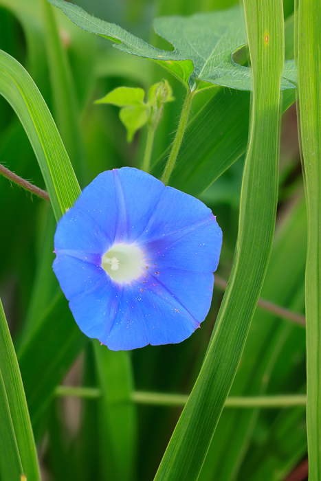Beauty;Biophilic;Bloom;Blossom;Blossoms;Blue;Botanical;Calm;Concepts;Cool Colors;Cool Palette;Cool Tones;Dew;Flora;Floral;Floweret;Flowering;Flowers;Flowers & Plants;Green;Greens;Healing;Health care;Healthcare;Macro;Minimalism;Nature;Oneness;Outdoor;Pastoral;Petal;Plant;Stamen;Sunlight;biophilic design;biophilic interior design;bloom;blue;botany;bright;calming;closeup;color;colorful;delicate;flora;floral;flower;foliage;garden;green;growth;horticulture;morn;morning;morning glory;ornamental;peaceful;plants;pollen;purple;restful;restorative;serene;soothing;spring;summer;symmetry;texture;tranquil;trumpet;vibrant;violet;wildflower;zen