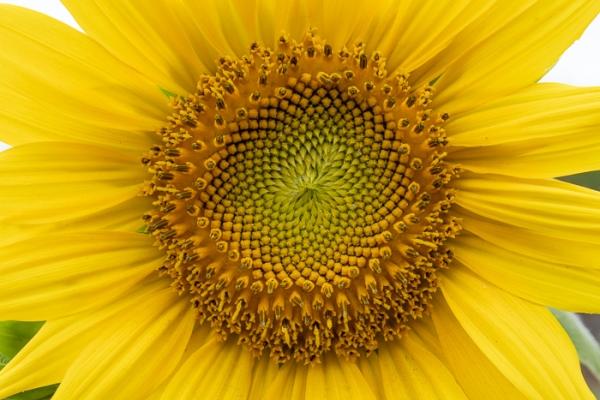 Abstract;Biophilic;Bloom;Blossom;Blossoms;Botanical;Botanicals;Bud;Calm;Close-up;Concepts;Cool Colors;Cool Palette;Cool Tones;Flora;Floral;Flower;Floweret;Flowering;Flowers;Flowers & Plants;Green;Greens;Healing;Health care;Healthcare;Line;Macro;Minimalism;Oneness;Pastoral;Petal;Sunflower;Wildflower;Yellow;biophilic design;biophilic interior design;bloom;color;flora;floral;flower;pattern;peaceful;plants;restful;serene;soothing;texture;tranquil